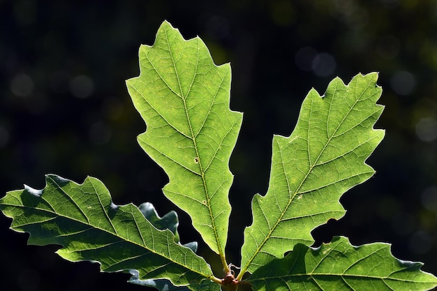 Листья скального дуба с подсветкой (Quercus petraea)