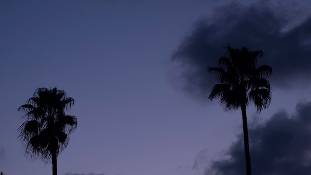 日没時の青い空を背景にバックライト付きのヤシの木