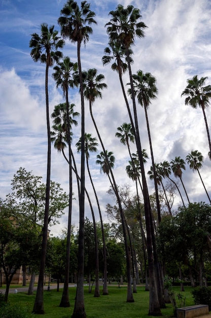 Backlit palm trees wallpaper vertical format