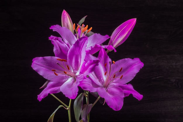 Photo backlit purple lily flowers against black background.