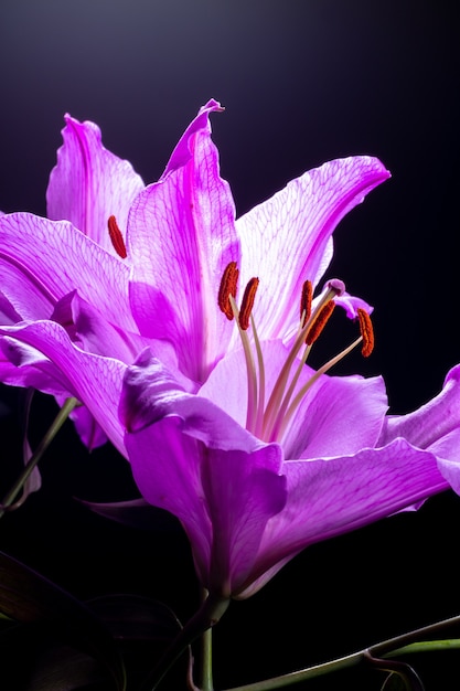 Backlit purple lily flowers against black background.