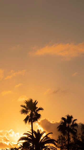 夕暮れ時のヤシの木の逆光シルエット