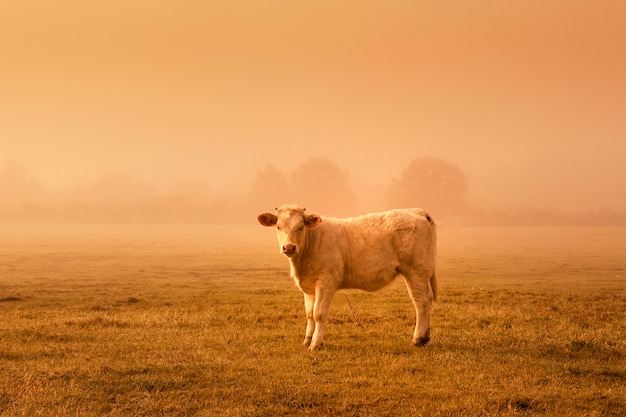 Backlit vee grazen in een veld bij zonsondergang.