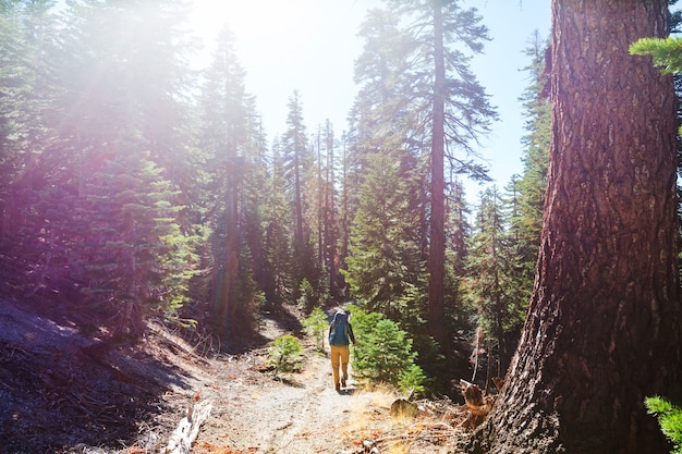 Backpacker in the summer mountains