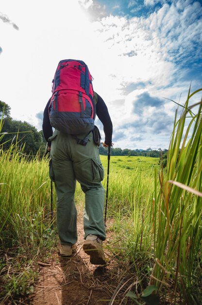 Backpackertrekking om de natuur van tropisch bos te bestuderen voor ecotoerisme. Toeristentrekking om de schoonheid van het tropische bos in Khao Yai National Park te zien. UNESCO-werelderfgoedgebied, ongezien Thailand.