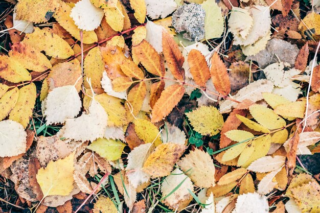 Immagine di backround di foglie di autunno cadute