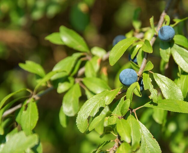 backthorn berries