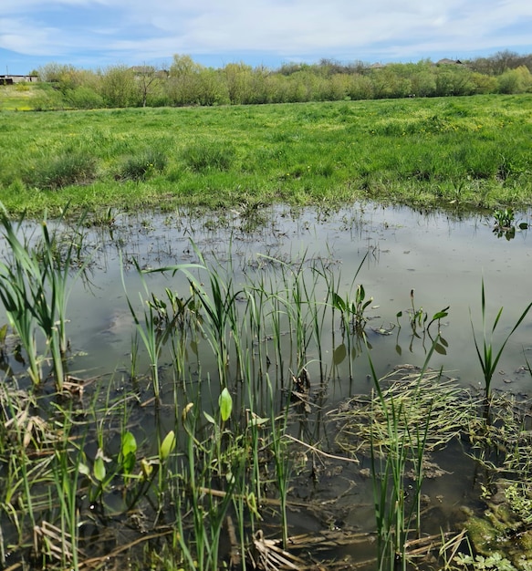 Backwater with grass