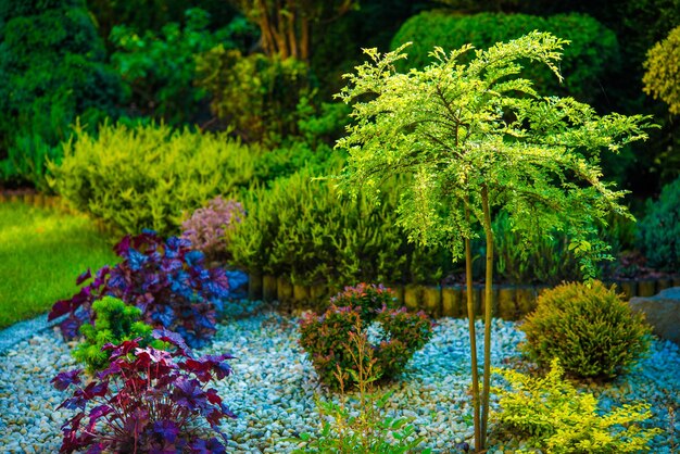 Photo backyard garden closeup