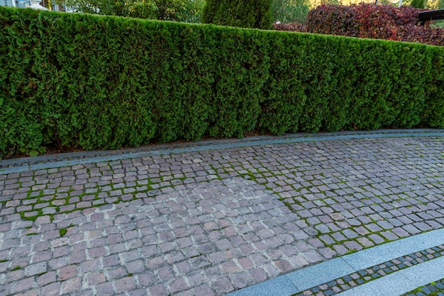 Ландшафтный дизайн заднего двора с дорожками из красной плитки и вечнозеленой изгородью из кустовой туи