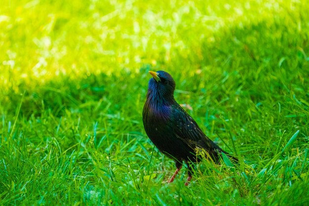 Backyard wildlife