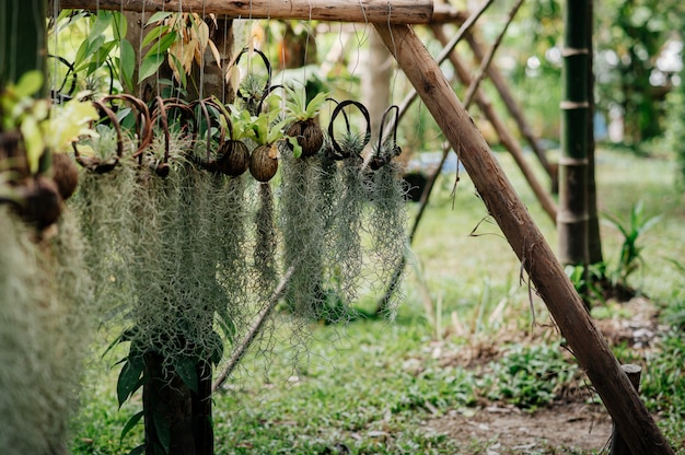 Backyard with lined small hanging trees