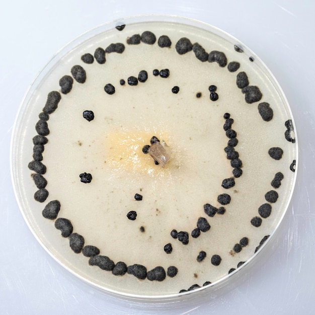 Photo bacteria bacillus in petri dish close up