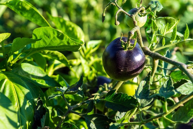 Bacteriële ziekten van tomaten die in de tuin groeien Eenzame zwarte tomaat op een tak close-up