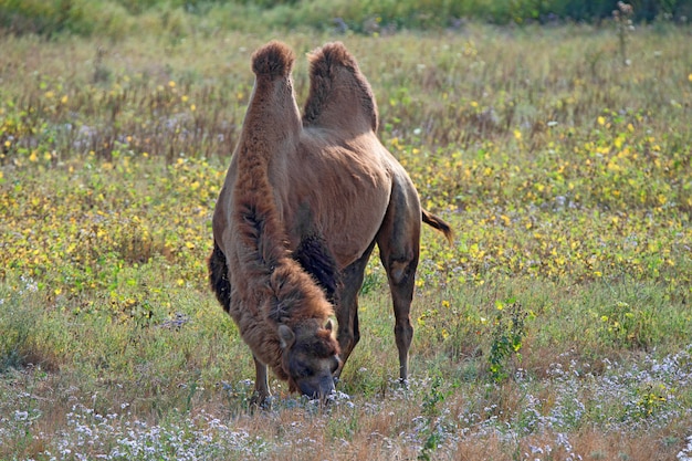 Photo bactrian camel or camelus bactrianus in steppe