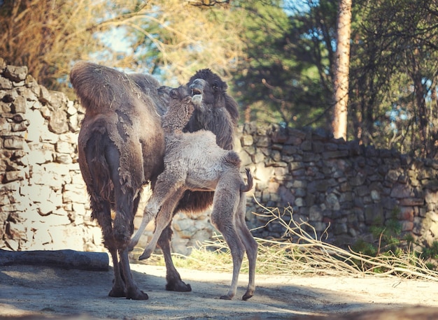 Famiglia di cammelli della battriana cammello e puledro di cammello che giocano nella fattoria all'aperto
