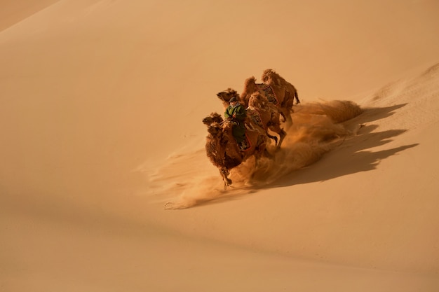 Photo bactrian camel in the gobi desert of mongolia. camels in the mongolian gobi desert, camel rider in mongolia desert with sand dunes and dry bushes