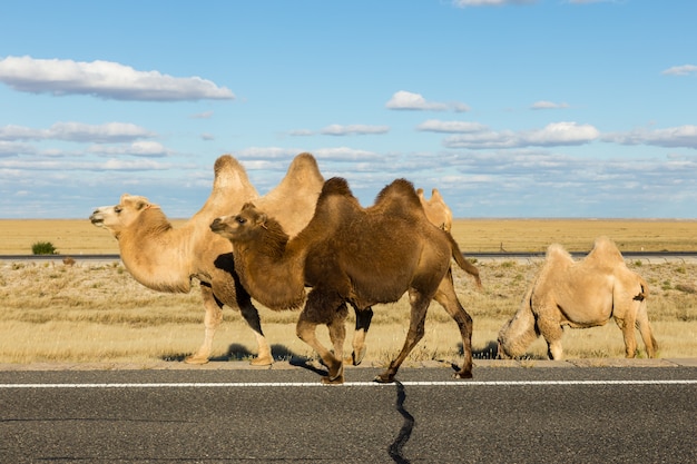 Photo bactrian camel, inner mongolia