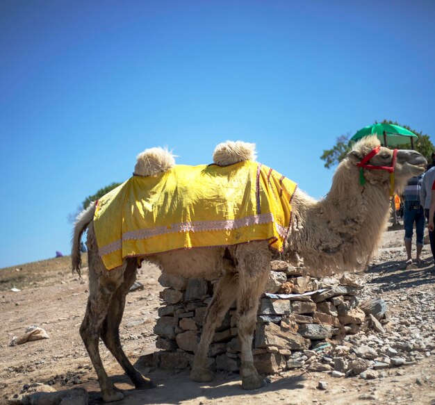 Bactrian camel in the mountains