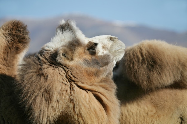 사진 박트리아 낙타, 몽골 낙타의 초상화
