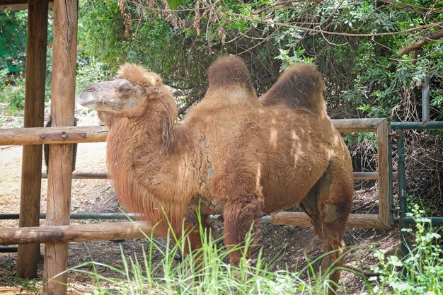 Photo bactrian camel in safari park ramat gan israel
