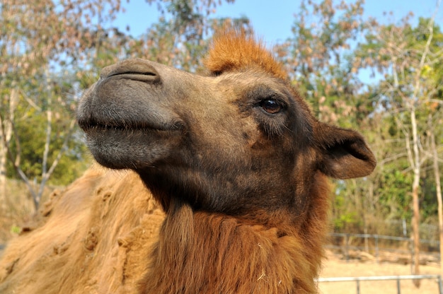 Bactrian camel