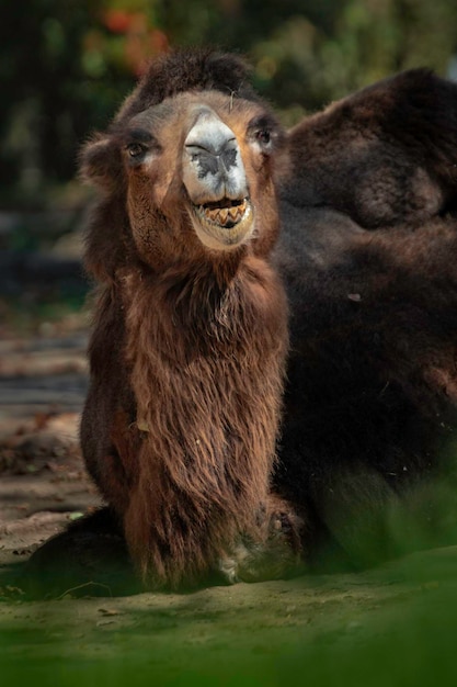 Bactrian camel