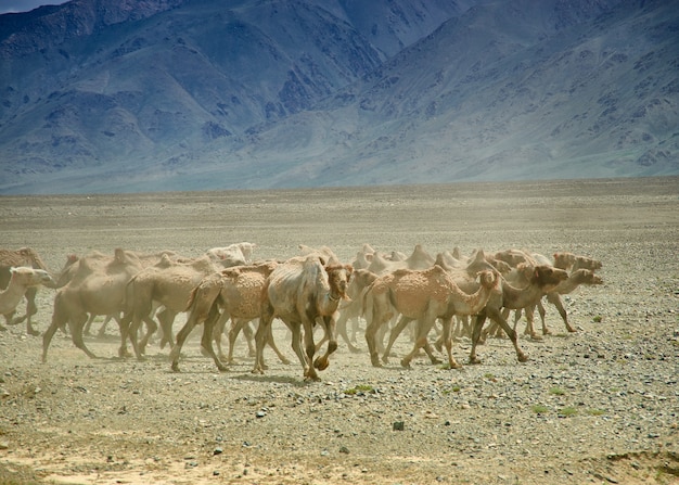 フタコブラクダまたは2つのこぶラクダゴビ砂漠、モンゴル