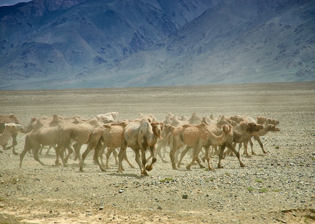 Bactrian or two-humped camel Gobi desert, Mongolia