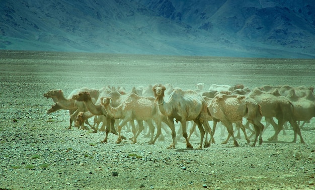 Bactrian or twohumped camel Gobi desert Mongolia