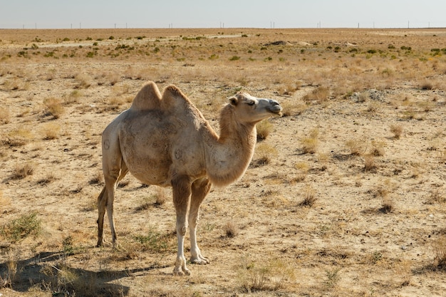 Bactrische kameel in de steppen van Kazachstan, Aral District van Kyzylorda Region.