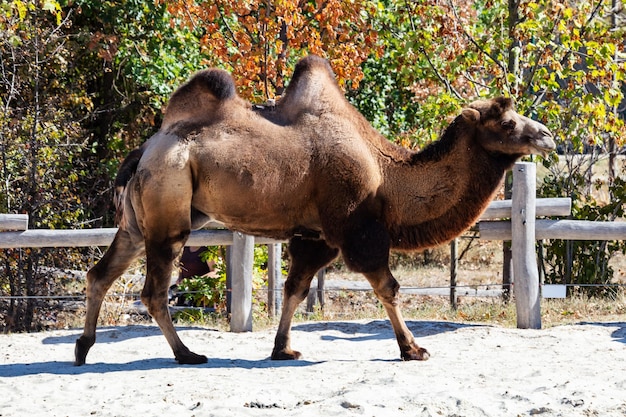 Bactrische Kameel Zoogdieren en zoogdieren Landwereld en fauna Wildlife en zoölogie