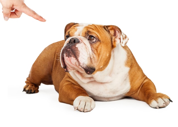 Bad Bulldog Being Punished