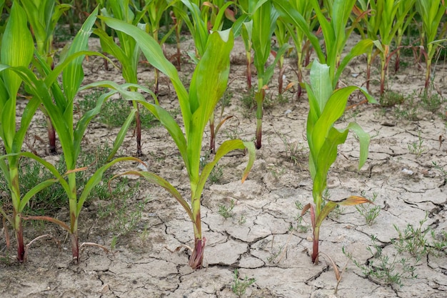 Bad corn harvest Corn field with very dry soil