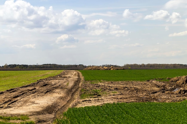 Bad country road for cars through a field with wheat