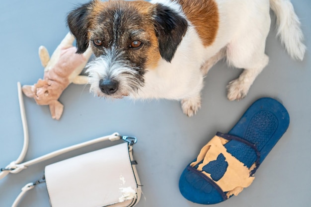 Danno al comportamento del cane cattivo roba da masticare rosicchiata