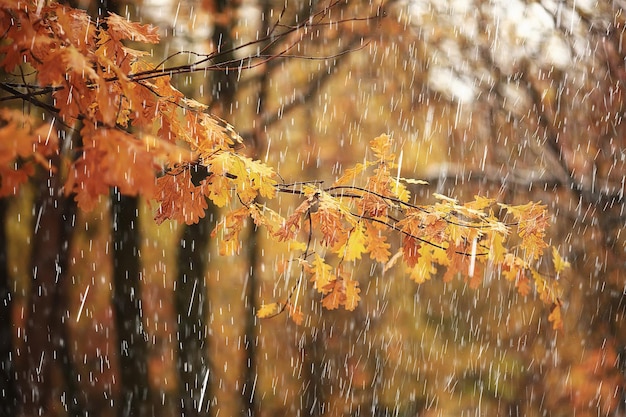 悪天候の雨風、秋のコンセプトの背景