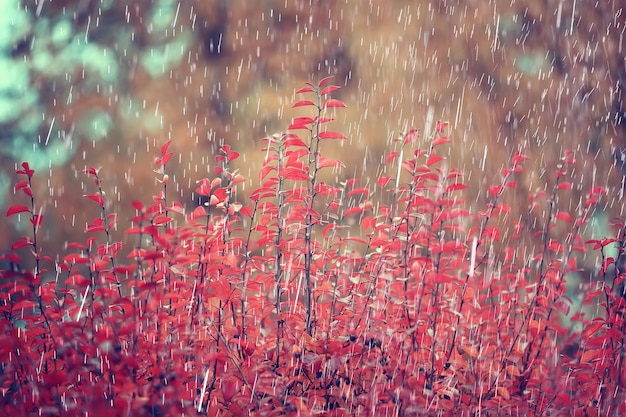 悪天候の雨風、秋のコンセプトの背景