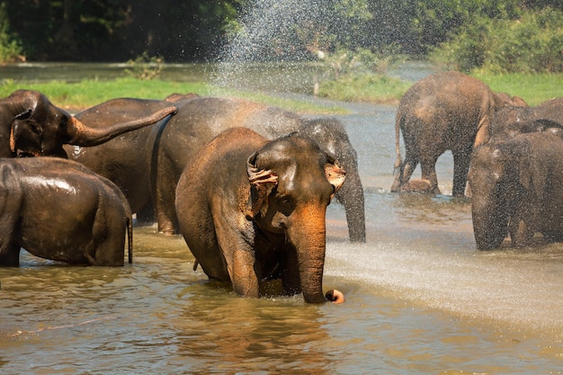 Badende olifanten bij olifantenkwekerij Pinnawala Sri Lanka