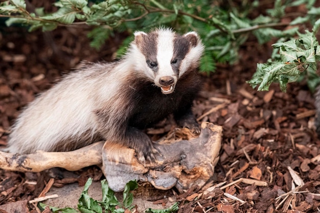 A badger on a bone in the woods