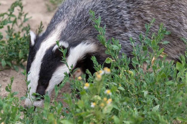 Badger at the British wildlife Centre
