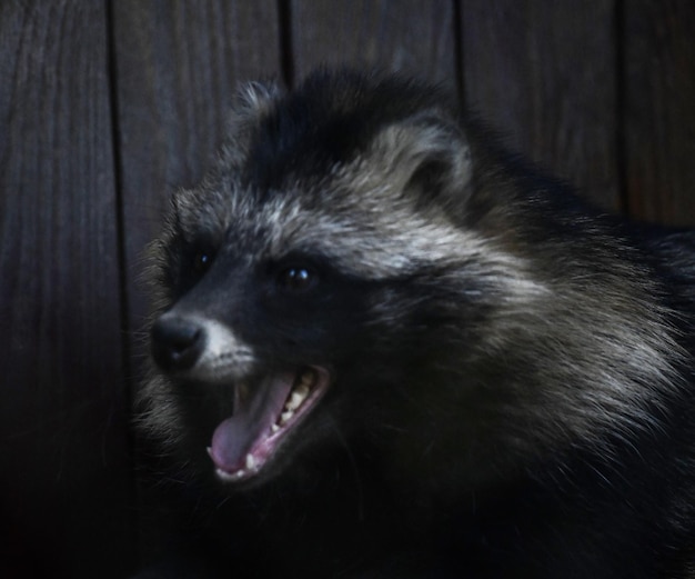 素朴な納屋でアナグマ狩り鶏