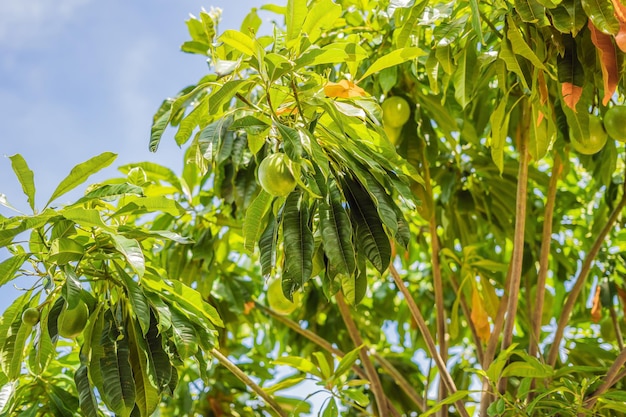 Bael fruit wooden apple on the tree