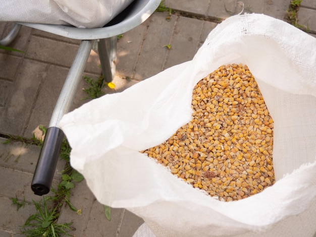 A bag of corn for chickens corn grains in a bag animal\
feed