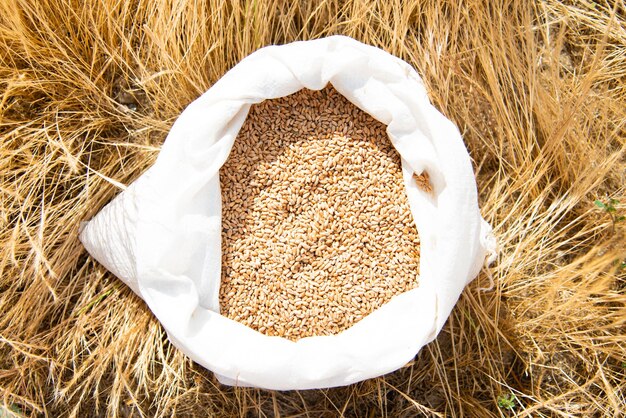 A bag of wheat on a background of yellow grass. Ingathering. Summer.