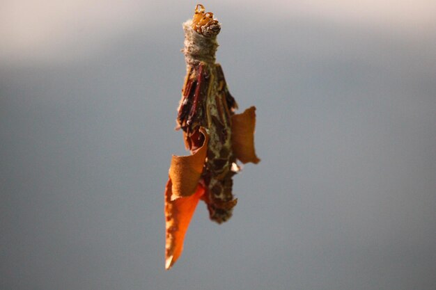 Photo bagworm hanging in air