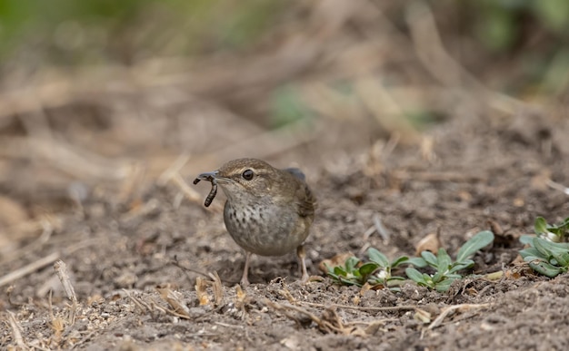 Baikal Bush Warbler on the ground Animal portrait