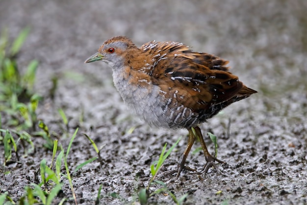 Baillon 's Crake Porzana pusilla 태국의 아름다운 새들