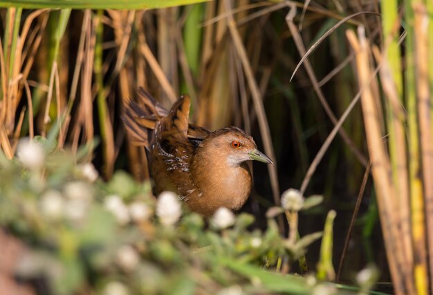 Baillon's Crake staat achter de rijstplant