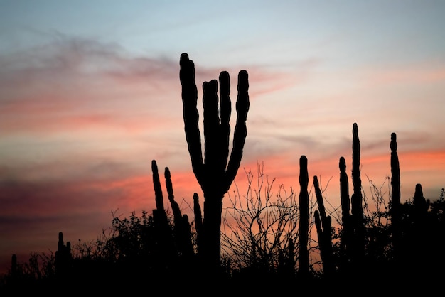 Baja california cactus silhouette at sunset